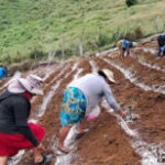 inseguridad-alimentaria-se-reduce-en-un-12-4-300×154